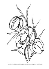 Ausmalbild-Tulpe-2.pdf